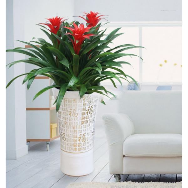 鸿运当头（三株）